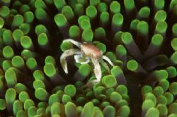 Tiny porcelain crab on green anenome taken with 105mm - a... by Simon Pickering 